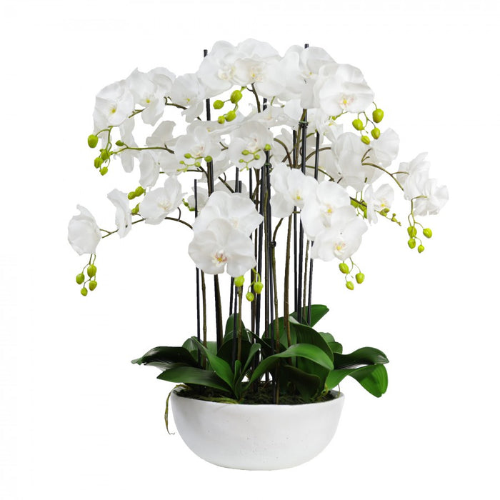 Potted Orchid In Ceramic Pot 90cm