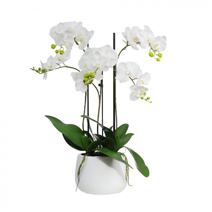 Potted Orchid In Ceramic Pot 78cm