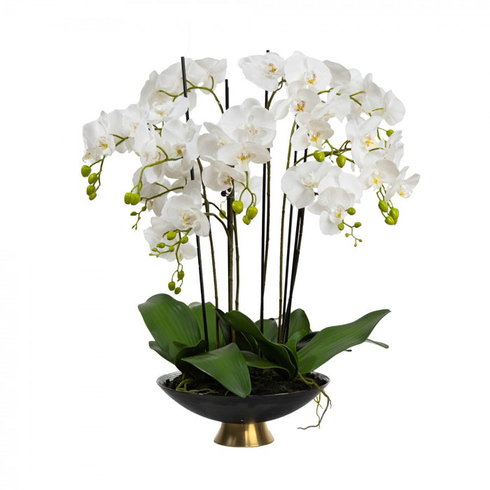 Orchid In Black Gold Bowl 80cm