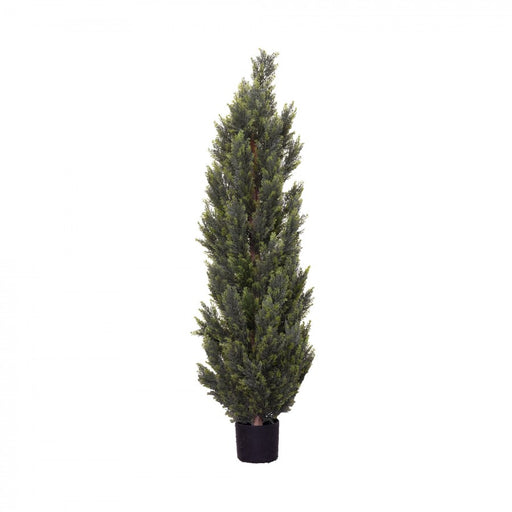 Cypress Pine Tree 150cm