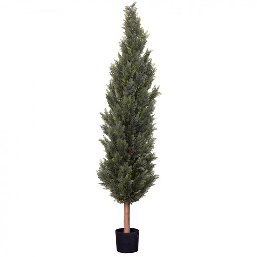 Cypress Pine Tree 210cm