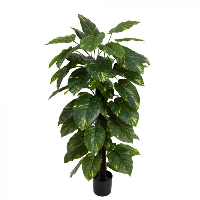 Pothos on Pole - 168cm