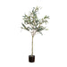 Willow Eucalyptus Plant 152cm