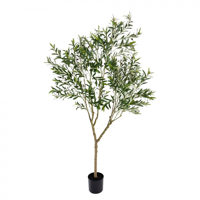 Olive Tree - 213cm