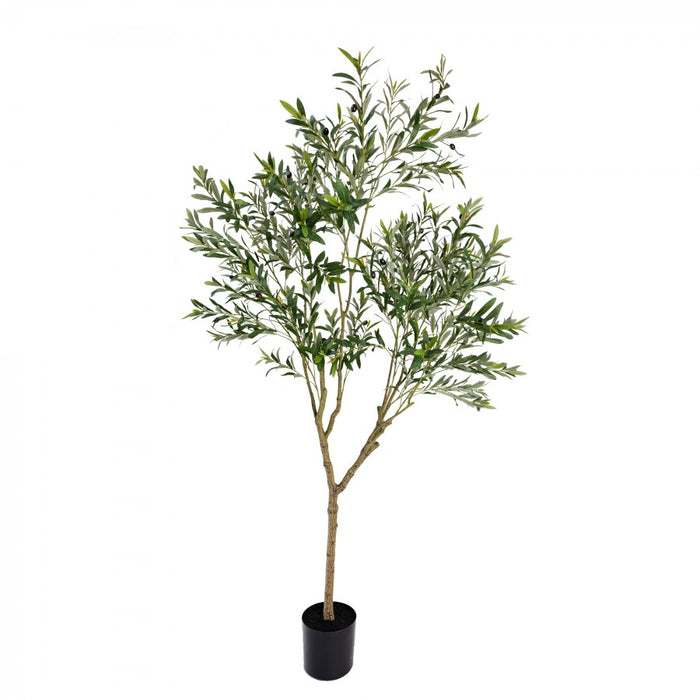 Olive Tree - 213cm