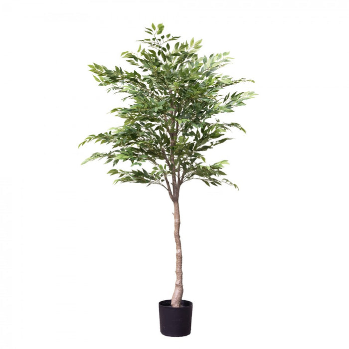 Ruscus Tree 182cm