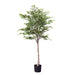 Ruscus Tree 182cm