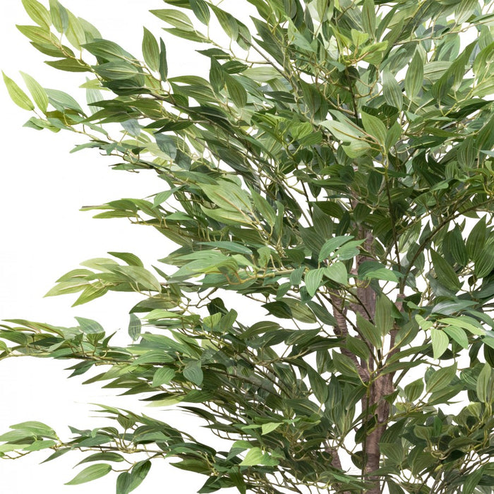 Ruscus Tree 182cm