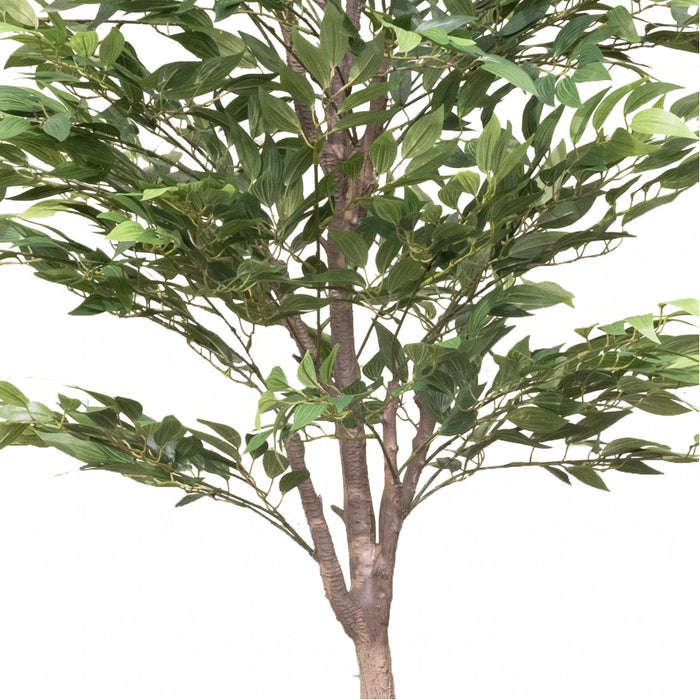 Ruscus Tree 182cm
