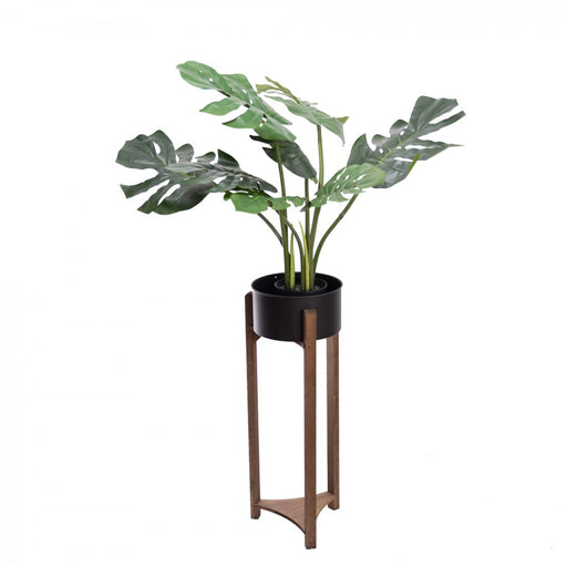 Monstera Plant With Planter