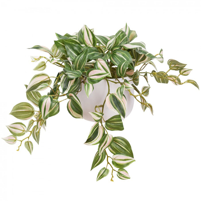 Wandering Jew In Pot 22cm - Set of 2