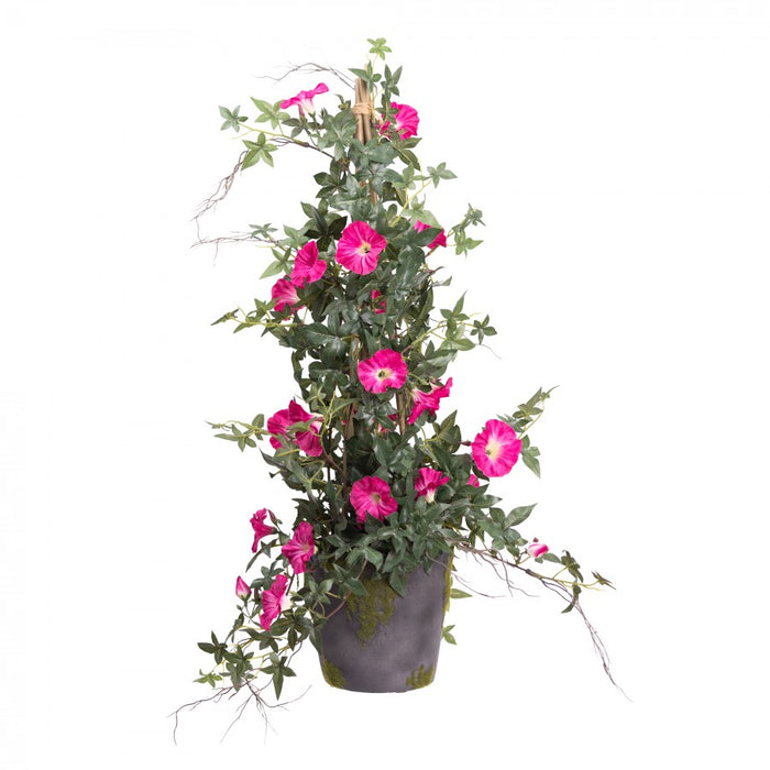 Climbing Morning Glory in a Pot Pink - 78cm