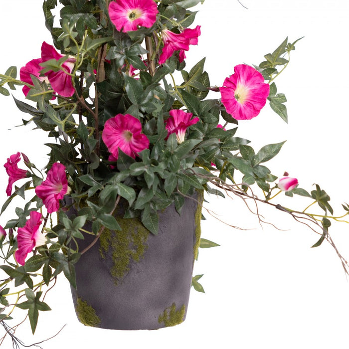 Climbing Morning Glory in a Pot Pink - 78cm