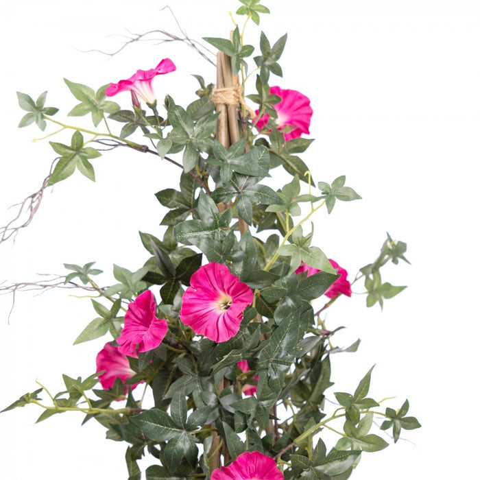 Climbing Morning Glory in a Pot Pink - 78cm