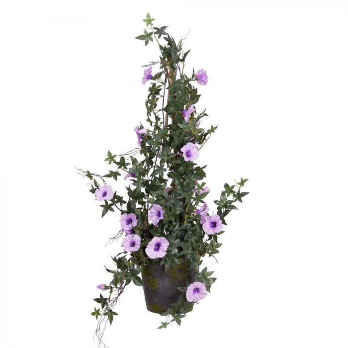 Climbing Morning Glory in a Pot Lavender - 78cm