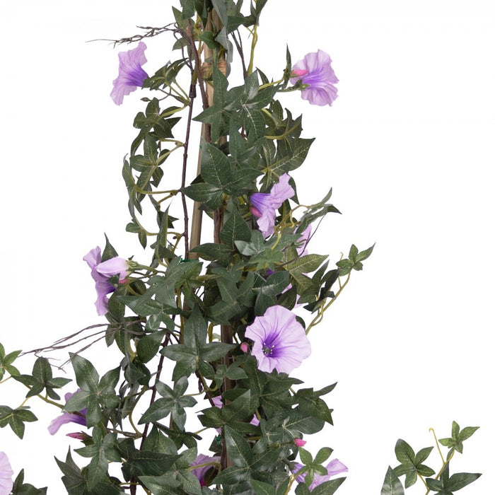 Climbing Morning Glory in a Pot Lavender - 78cm