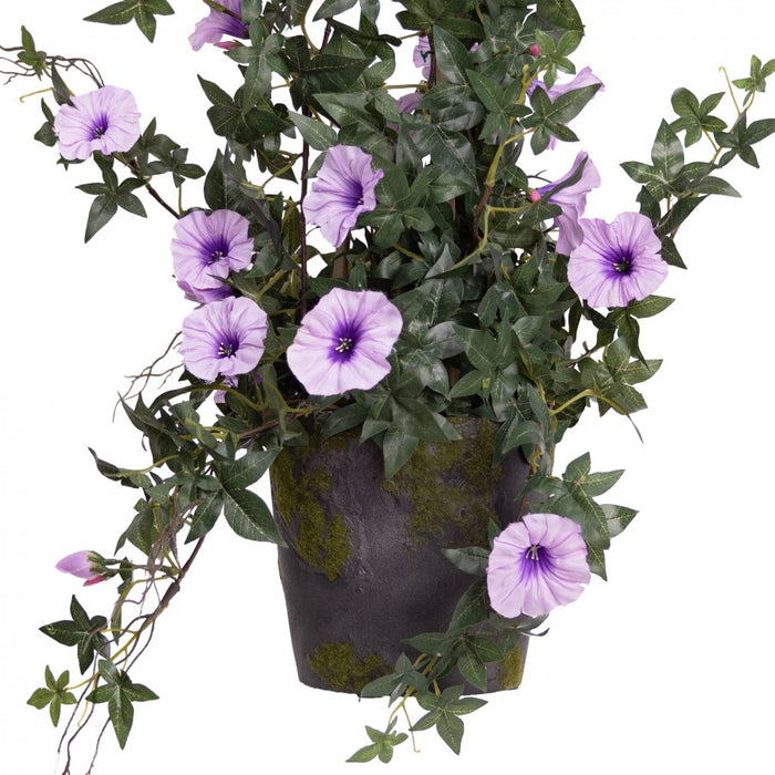 Climbing Morning Glory in a Pot Lavender - 78cm