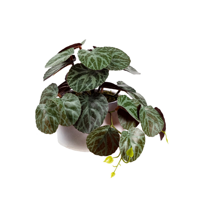Geranium Bush In Pot 17cm Set of 2