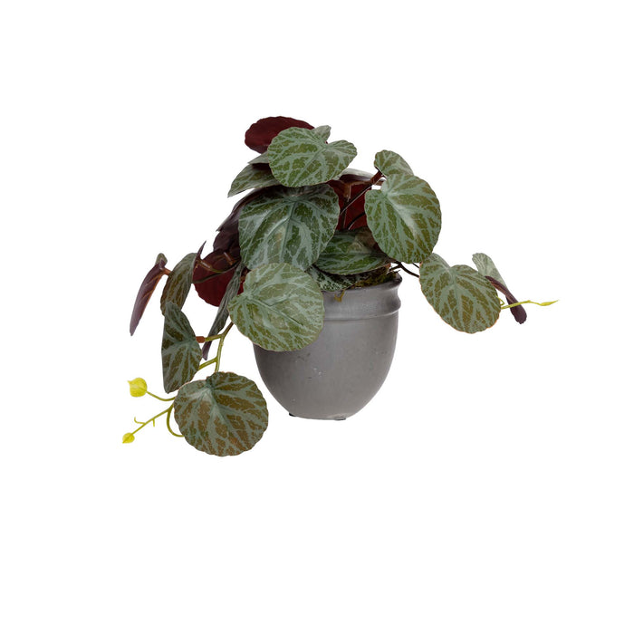 Geranium Bush In Pot 17cm Set of 2