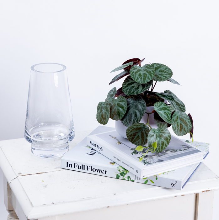 Geranium Bush In Pot 17cm Set of 2