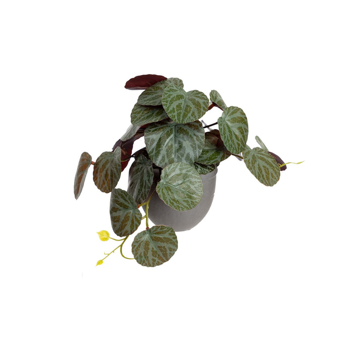 Geranium Bush In Pot 17cm Set of 2