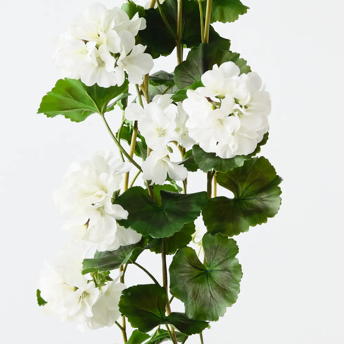 Geranium Hanging Bush 92cm White - Pack of 6