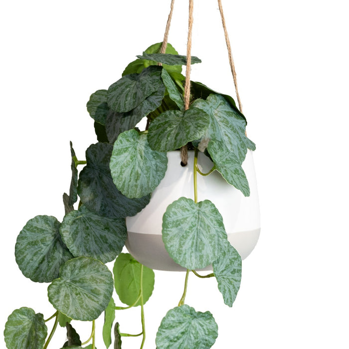 Geranium In Hanging Planter 105cm