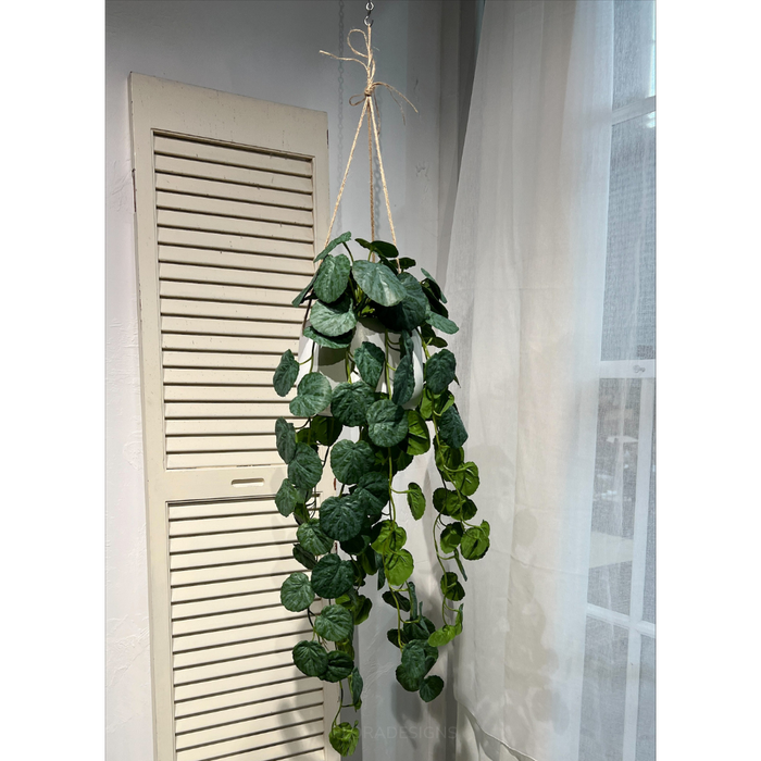 Geranium In Hanging Planter 105cm