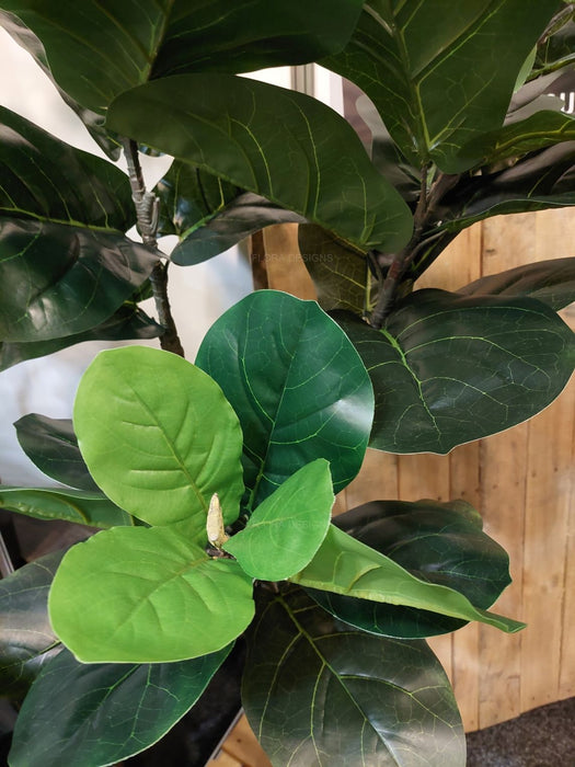 Giant Fiddle Fig Leaf Tree 150cm