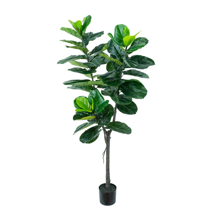 Giant Fiddle Fig Leaf Tree 150cm