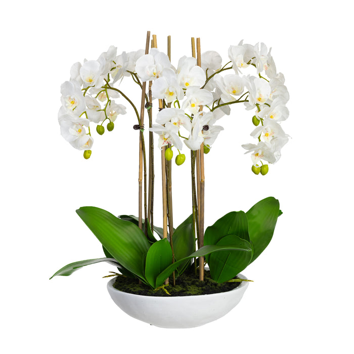 Giant Phalaenopsis Orchid in Bowl 65cm