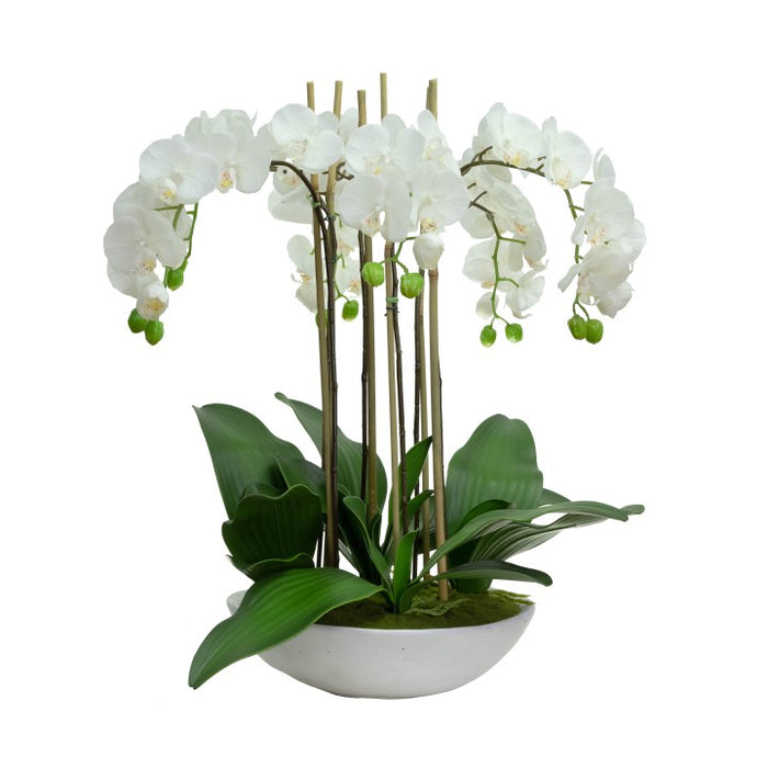 Giant Phalaenopsis Orchid in Bowl 65cm