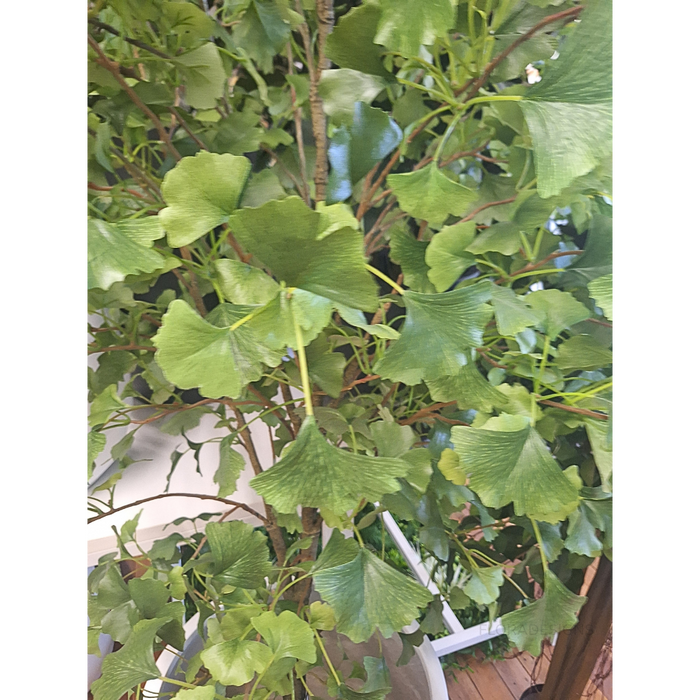 Ginkgo Tree Green 213cm Pack of 2