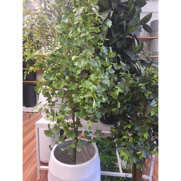 Ginkgo Tree Green 213cm Pack of 2