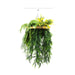 Gold Framed Roof Hanging Disc with Bright Tropical Foliage Mix Draping Ferns 40cm - FLORA DESIGNS