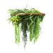 Gold Framed Roof Hanging Disc with Draping Ferns Plants 80cm - FLORA DESIGNS
