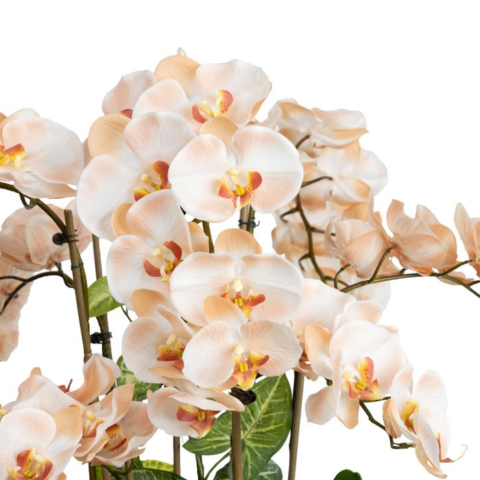 Grand Orchid in Bowl 78cm Salmon Pink