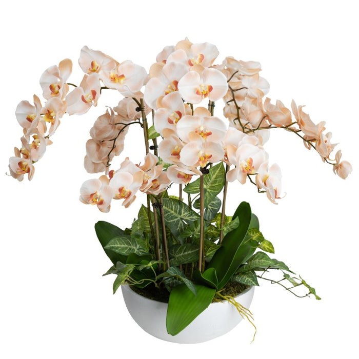 Grand Orchid in Bowl 78cm Salmon Pink