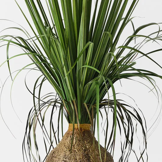 Grass Bulb Plant Green 120cm Pack of 2