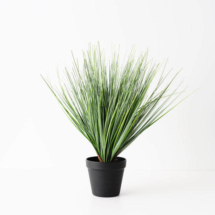 Grass Onion Plant Green 40cm Pack of 4