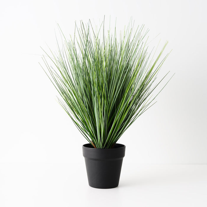 Grass Onion Plant Green 50cm Pack of 4