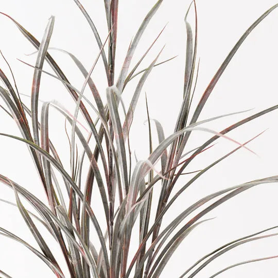 Grass Plant Burgundy Green 63cm Pack of 6