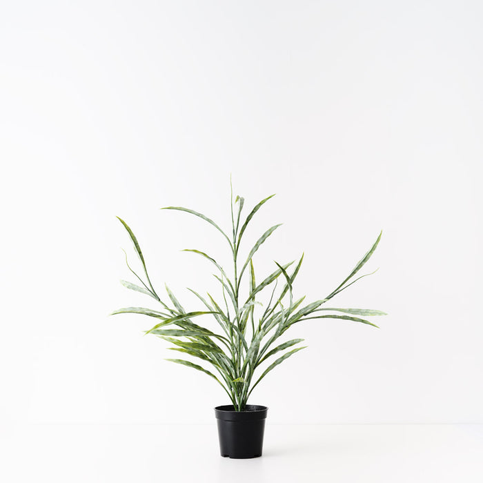 Grass Plant Grey Green 55cm Pack of 6