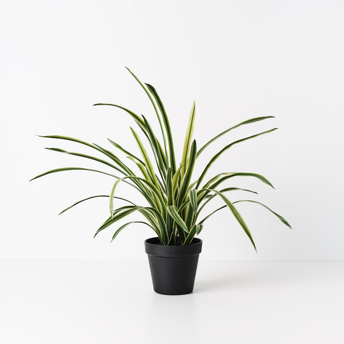 Grass Plant Variegated 45cm Green Set of 6