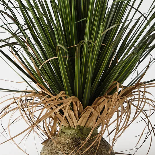 Grass Plant on Base Green 63cm Pack of 2