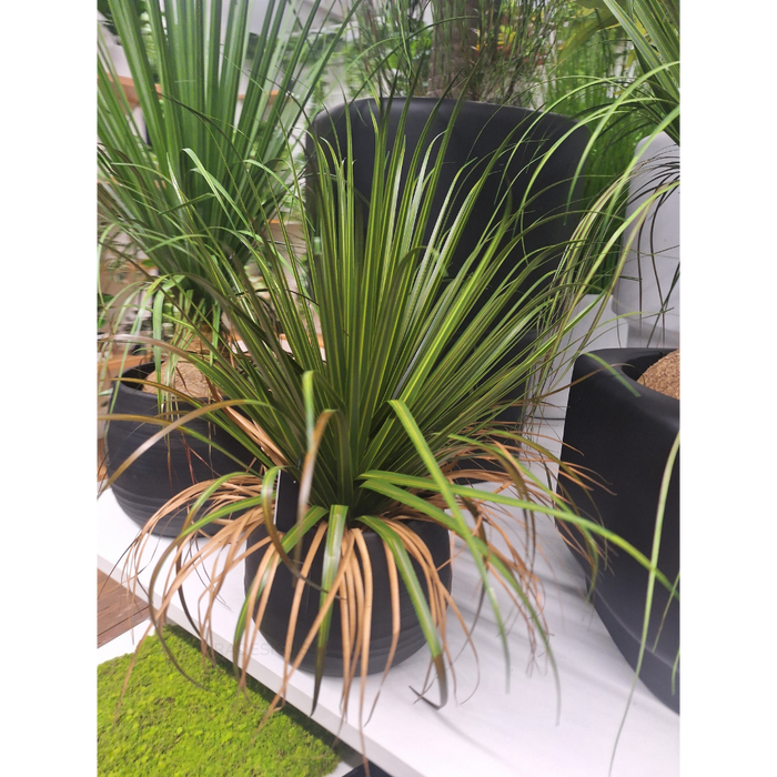 Grass Plant on Base Green 63cm Pack of 2