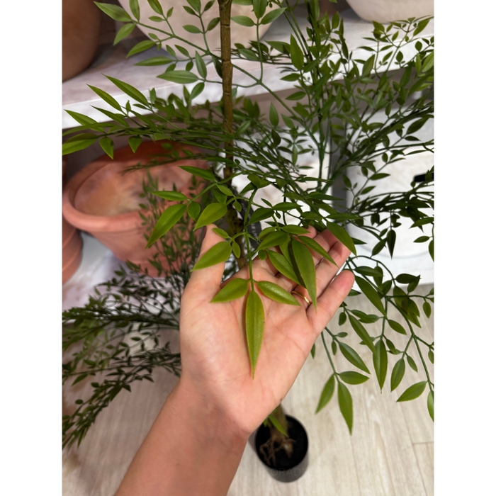 Green Nandina Tree 170cm