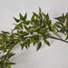 Green Ruscus Leaf Garland 182cm - Pack of 4