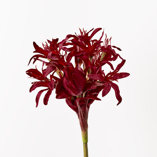 Gymea Lily Red 116cm - Pack of 4