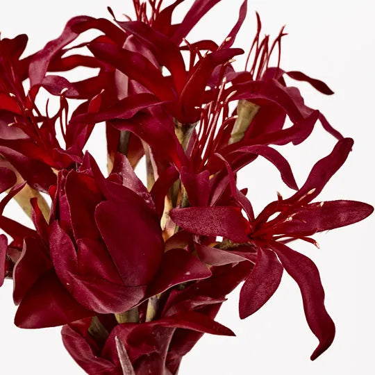 Gymea Lily Red 116cm - Pack of 4